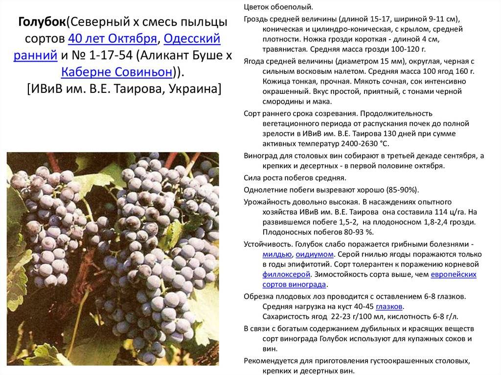 Виноград солярис описание