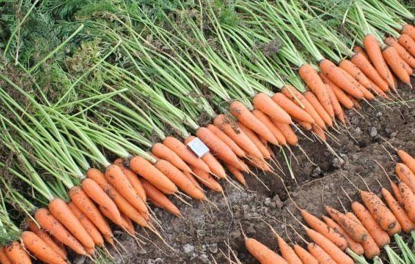 Описание сорта моркови абако