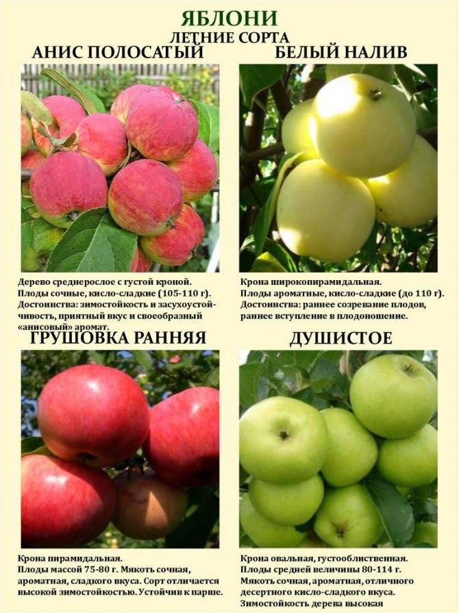 Особенности посадки и ухода за яблоней сорта спартак