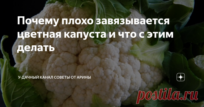 Почему не завязывается цветная капуста и как повлиять на увеличение урожая :: syl.ru