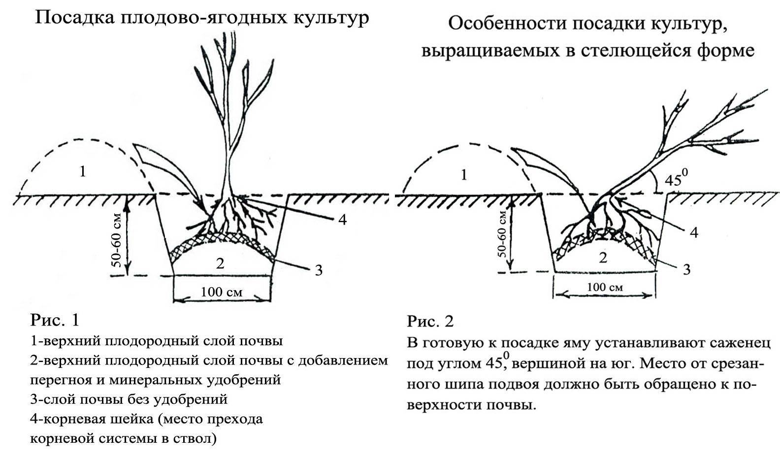 Посадка черной смородины весной саженцами в открытый грунт: сроки, схемы, правила посадки