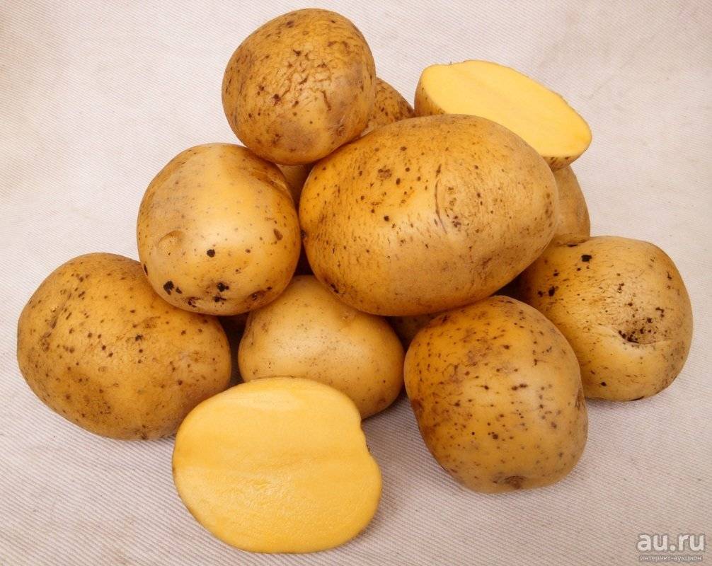 Сладкий картофель «гала»: характеристика и описание сорта