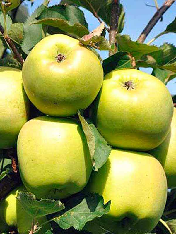 Описание и характеристики яблок сорта муцу, посадка, выращивание и уход