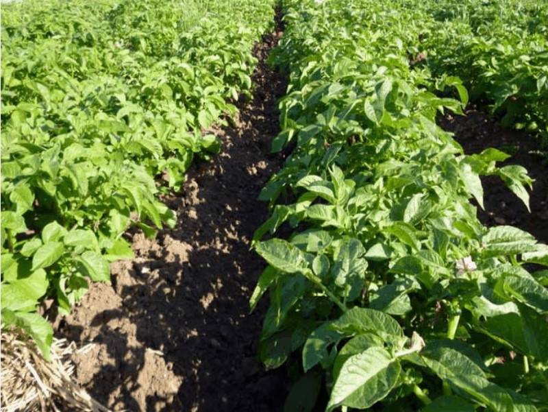Голландская технология выращивания картофеля: увеличение урожая картофеля в 2 раза