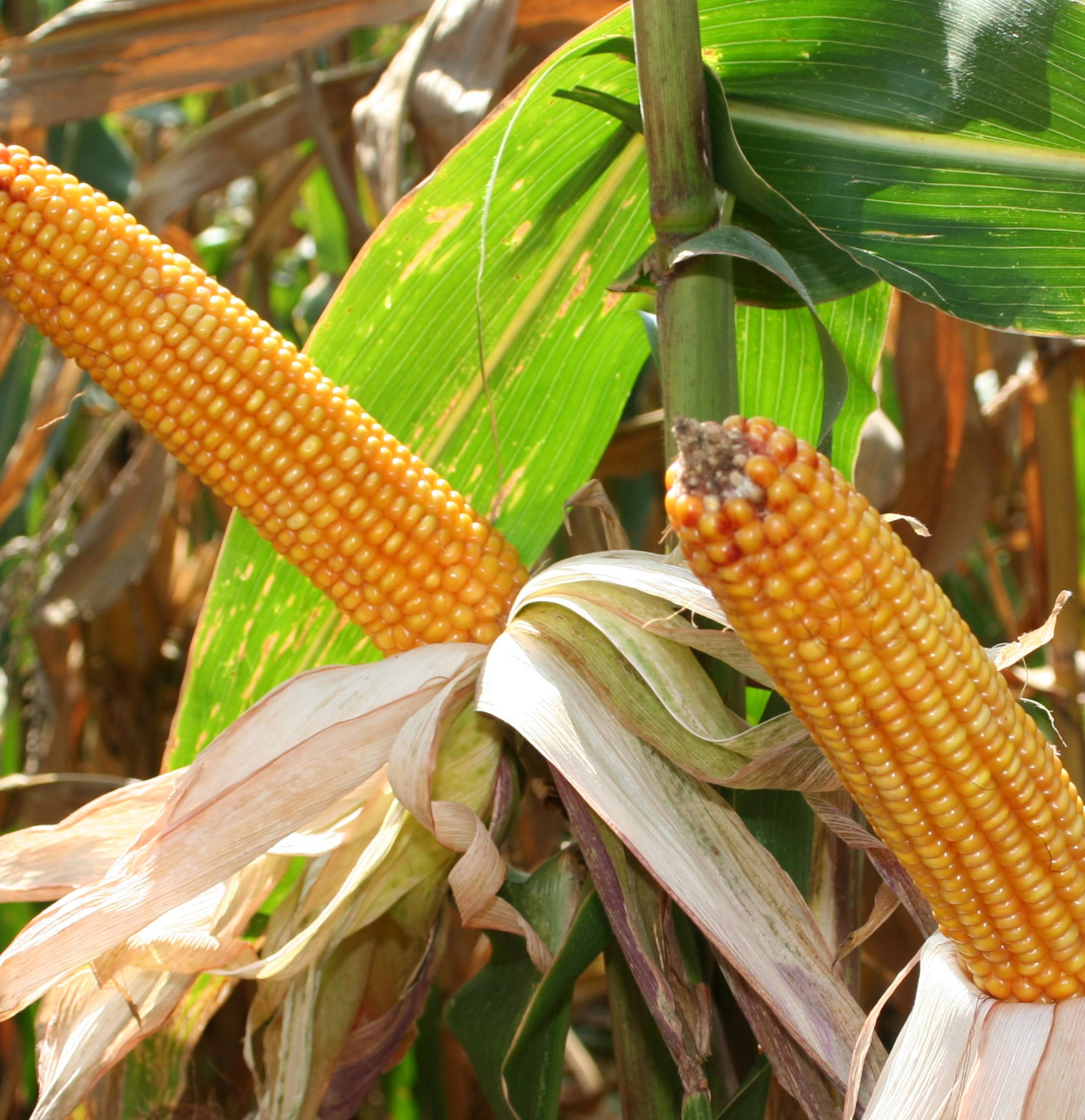 Кукуруза: 10 лучших сахарных сортов, особенности выращивания