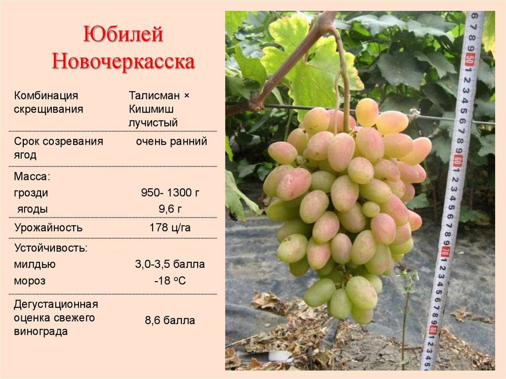 Белый или розовый гибрид от именитых родителей — сорт винограда «тимур»