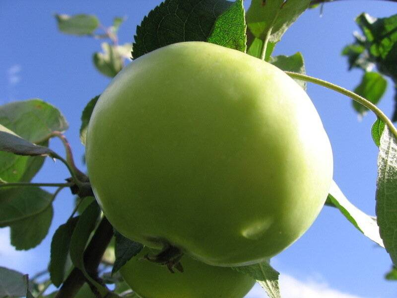 Описание сорта яблони чебурашка: фото яблок, важные характеристики, урожайность с дерева