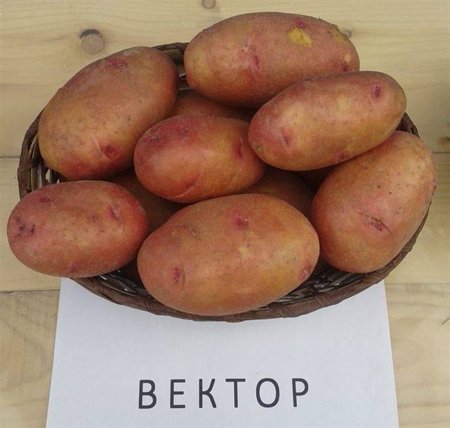 Сорт белорусской картошки вектор — особенности выращивания