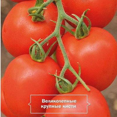 Описание раннего гибридного томата алый фрегат f1 и агротехника выращивания