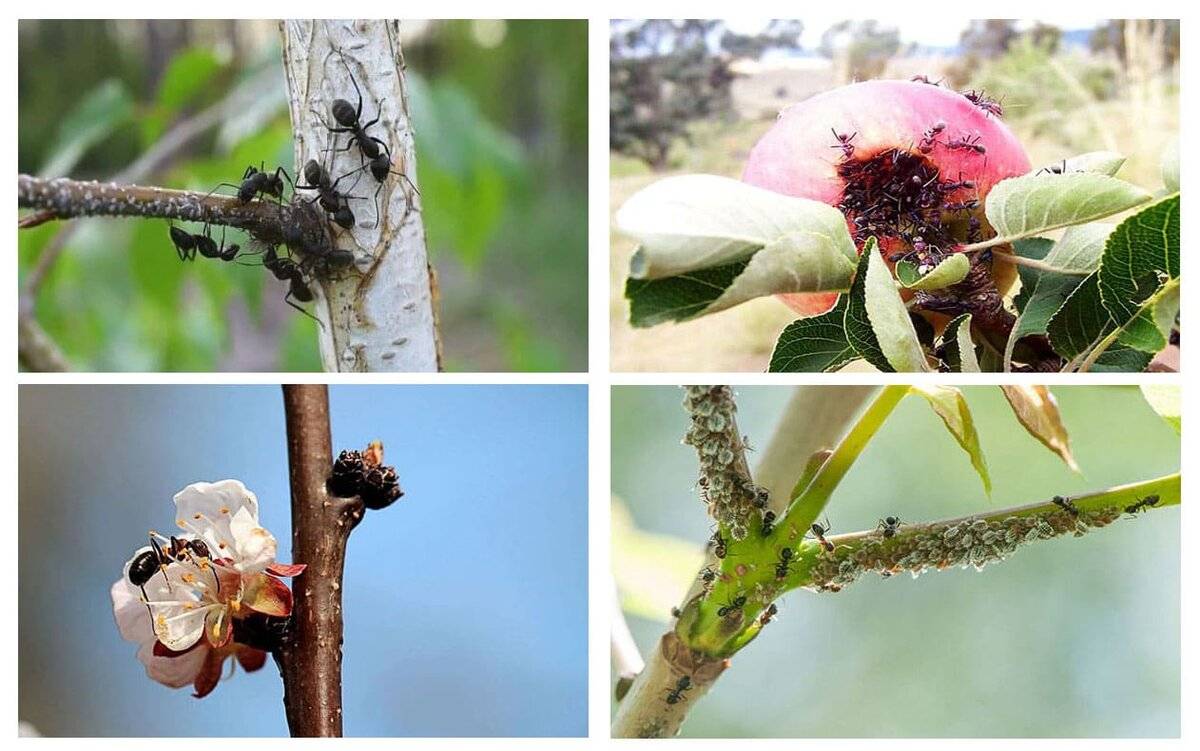 Как защитить яблоню от муравьев и избавится от них, если уже завелись