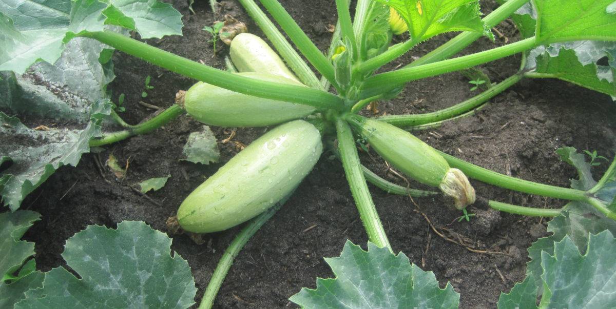 Кабачки - выращивание и уход от посева семян до сбора урожая, полив, подкормка