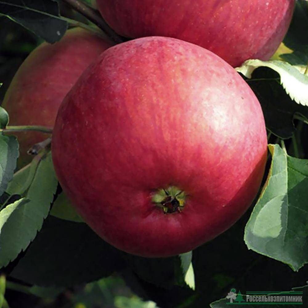 Яблоня беркутовское: реальные отзывы, секреты выращивания, фото