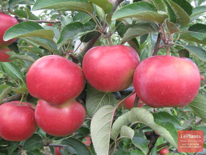 Описание сорта яблони ягодная: фото яблок, важные характеристики, урожайность с дерева