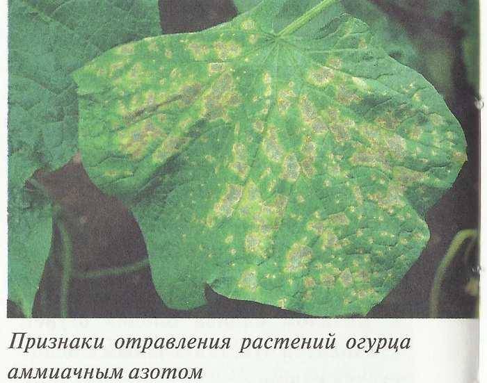 Болезни огурцов: фото зараженных листьев с описаниями, способы лечения и рецепты обработки от вредителей и заболеваний