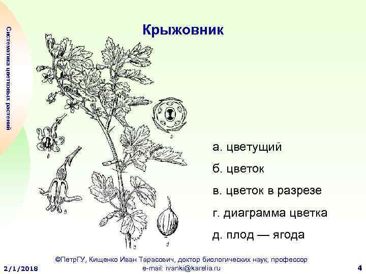 Диаграмма стебель и листья