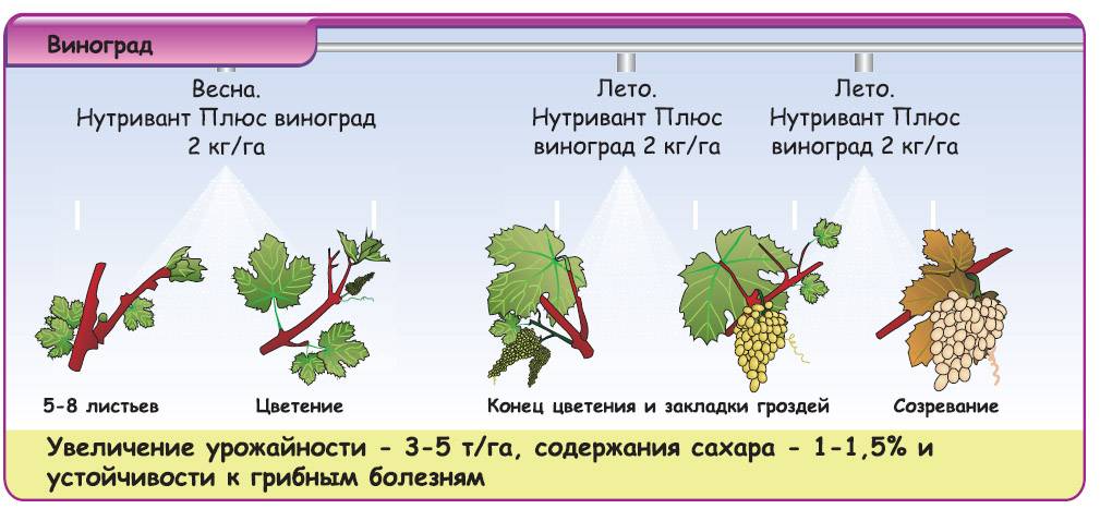 Как уберечь виноград от ос во время его созревания?