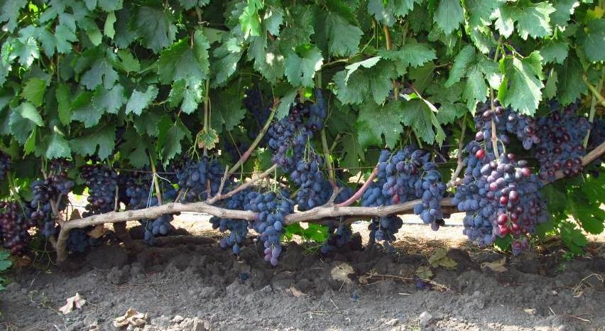 ✅ виноград фуршет. советы по выращиванию и характеристики винограда сорта фуршетный - живой-сад.рф