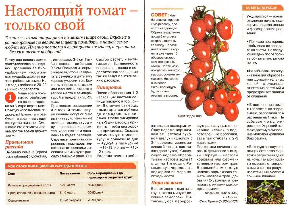 Как подкармливать помидоры в теплице