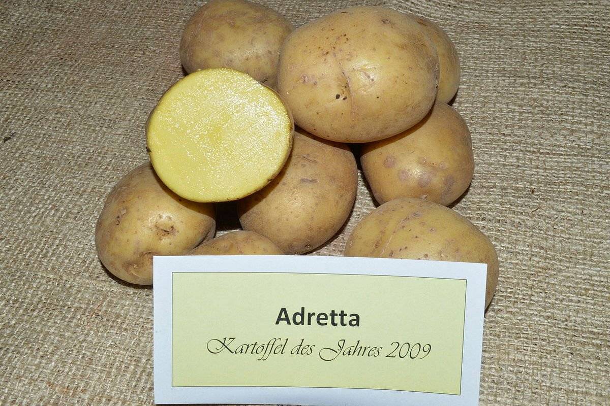 Картофель адретта: описание посадки, выращивания и ухода