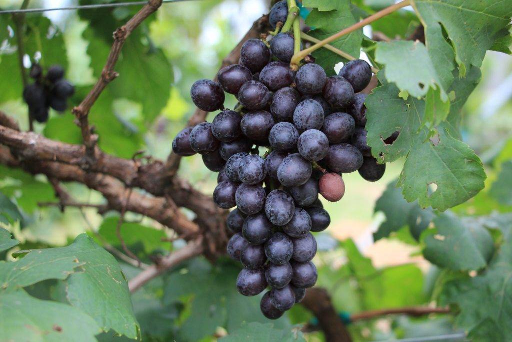 Виноград вэлиант - особенности посадки и ухода за сортом