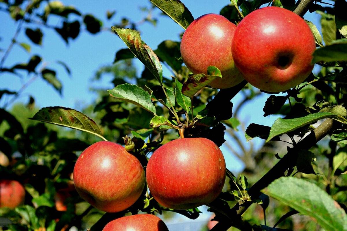 Описание яблони сорта Коваленковское и правила выращивания