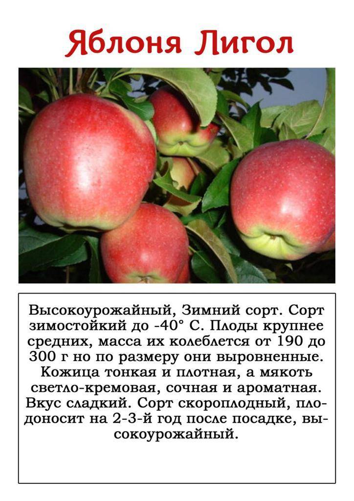 Описание сорта яблони райка: фото яблок, важные характеристики, урожайность с дерева