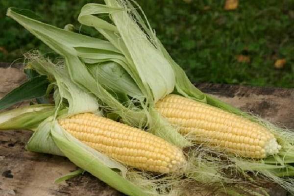 Сорта кукурузы: описание сладких сортов, для попкорна, цветные
