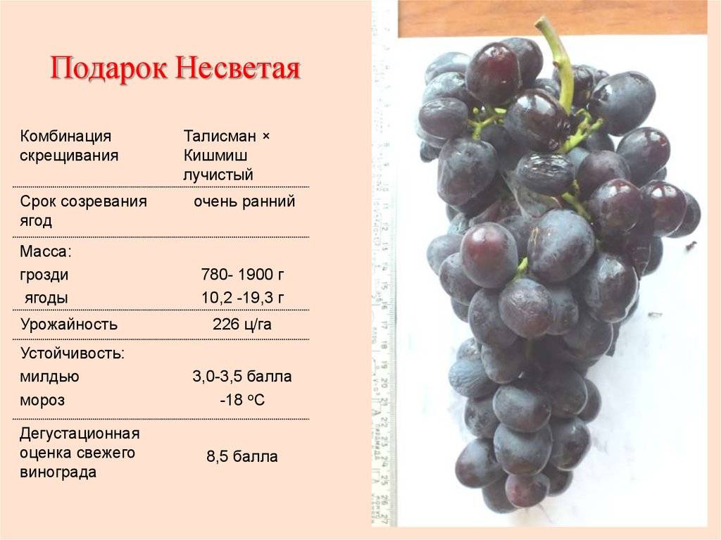 Иринка — столовый сорт винограда