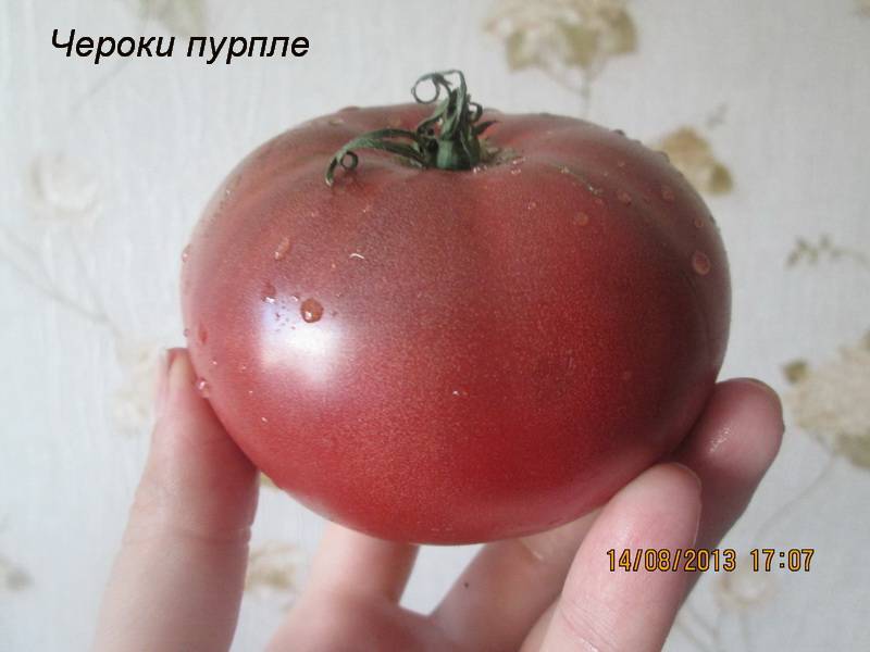 Характеристика томата Чероки Пурпле (фиолетовое сердце) и культивирование сорта