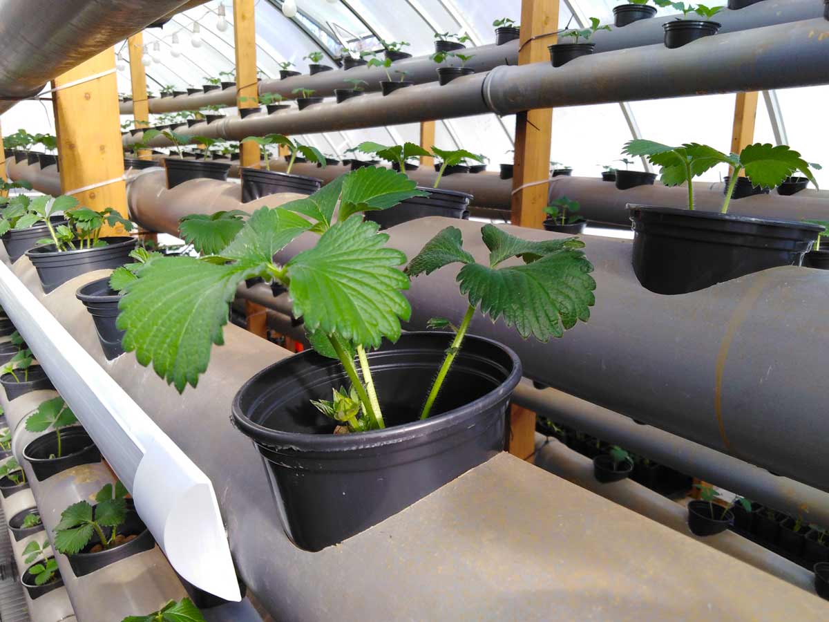 Выращивание клубники в мешках в открытом грунте и теплице: пошаговая технология