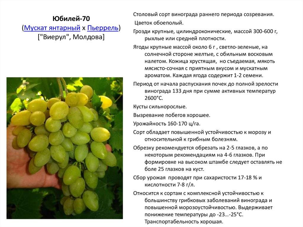 Виноград тимур: белая культура, дающая 10 кг ягод с куста