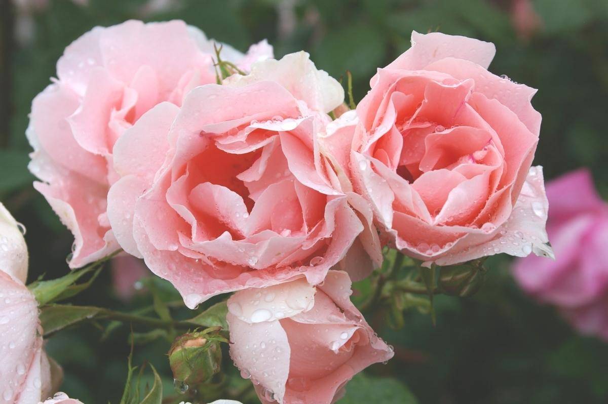 Роза описание цветка