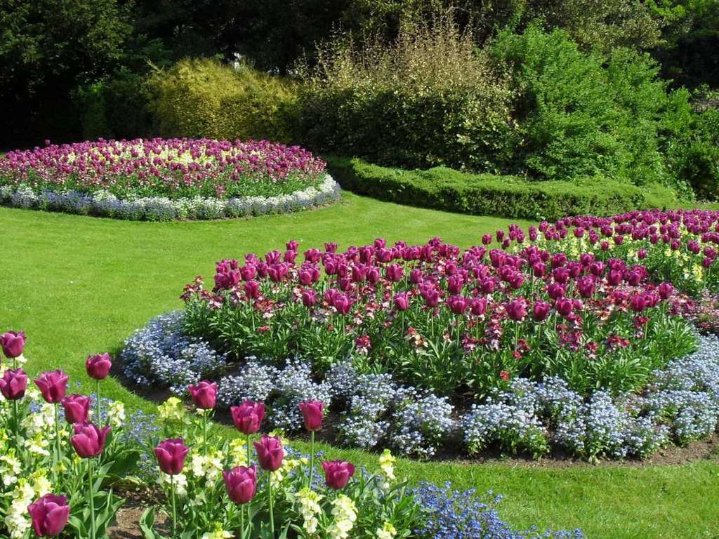 Как красиво посадить тюльпаны: схема и идеи для ландшафтного дизайна