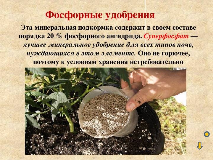 Какие удобрения нужно вносить в почву. Химические удобрения. Фосфорные удобрения. Удобрения для растений. Фосфорные удобрения в почве.