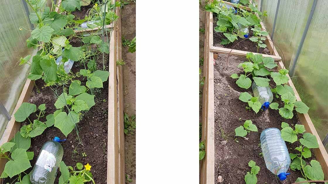 Огурцы под пленкой без полива и прополки: выращивание под укрывным материалом