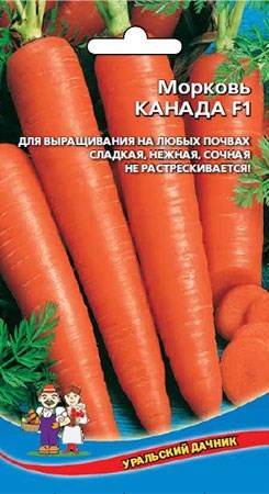 Популярный сорт моркови канада – нюансы его посадки и ухода