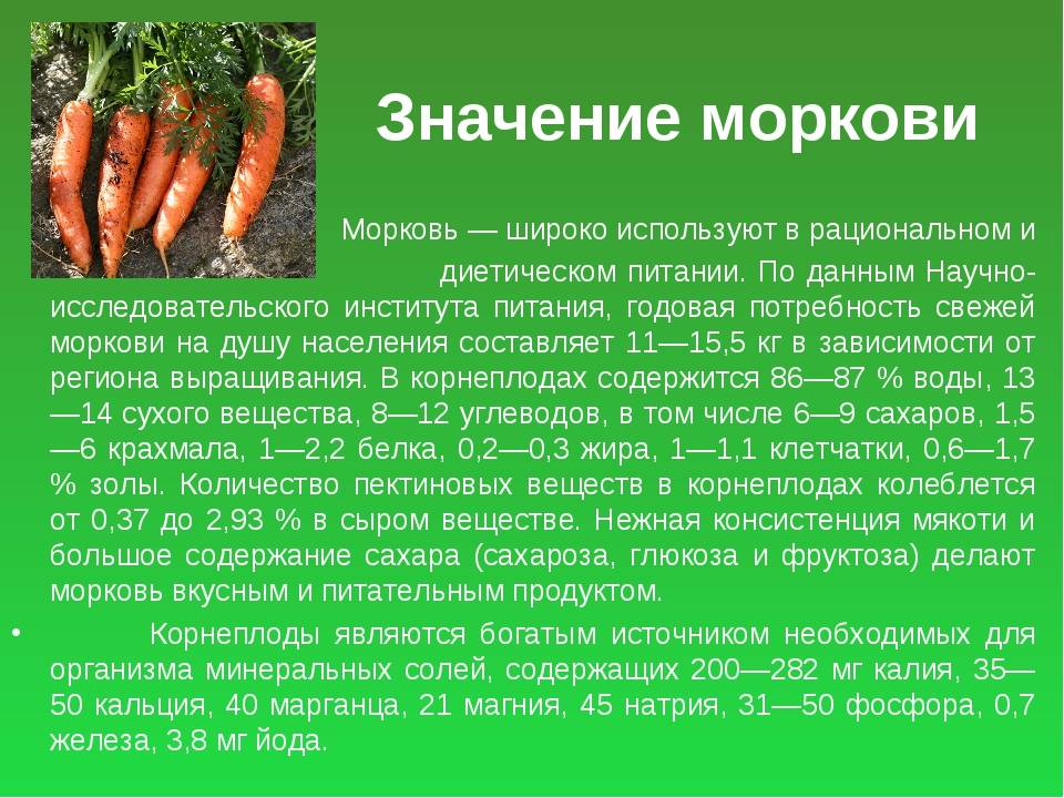 Когда убирать морковь: сроки созревания, уборка, подготовка к хранению