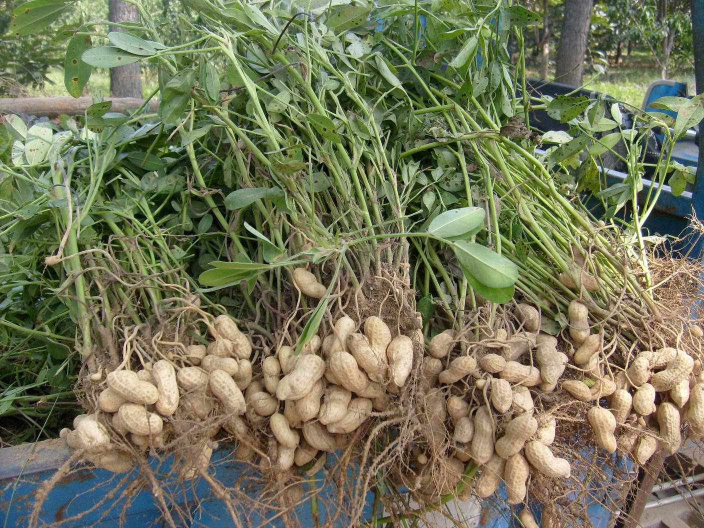 Как вырастить арахис в домашних условиях на огороде и в контейнере