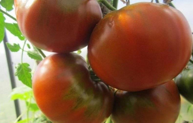 Черные помидоры: характеристика и описание сорта
