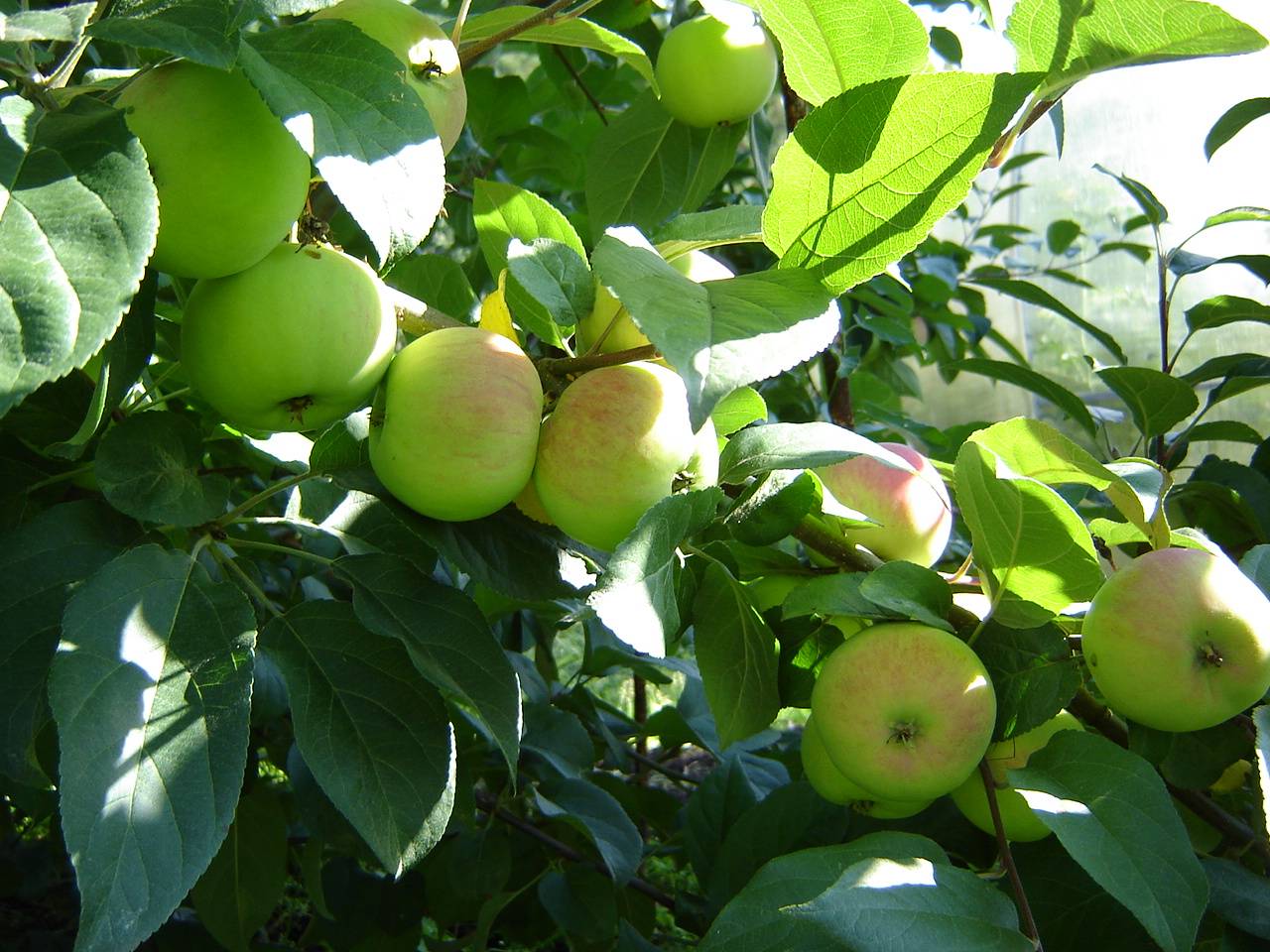 Яблоня подарок садоводам: описание и характеристики сорта, выращивание, отзывы