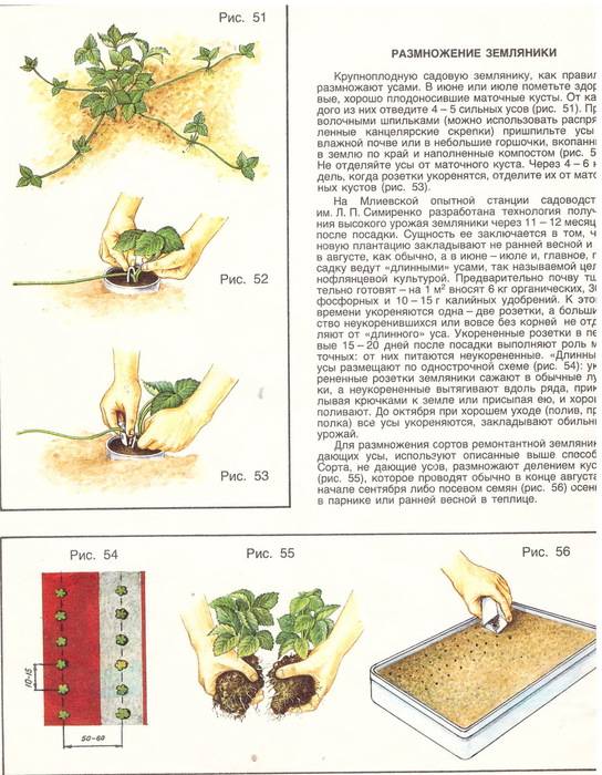 Описание и характеристика сорта клубники фейерверк