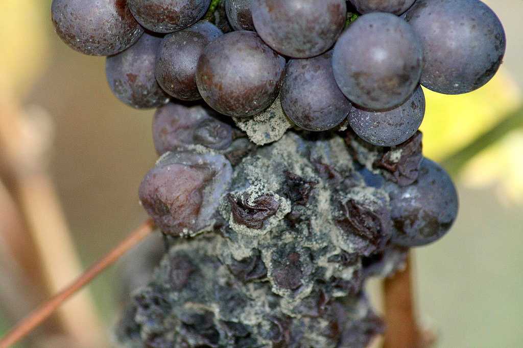 Серая гниль на винограде: чем и когда обработать?
