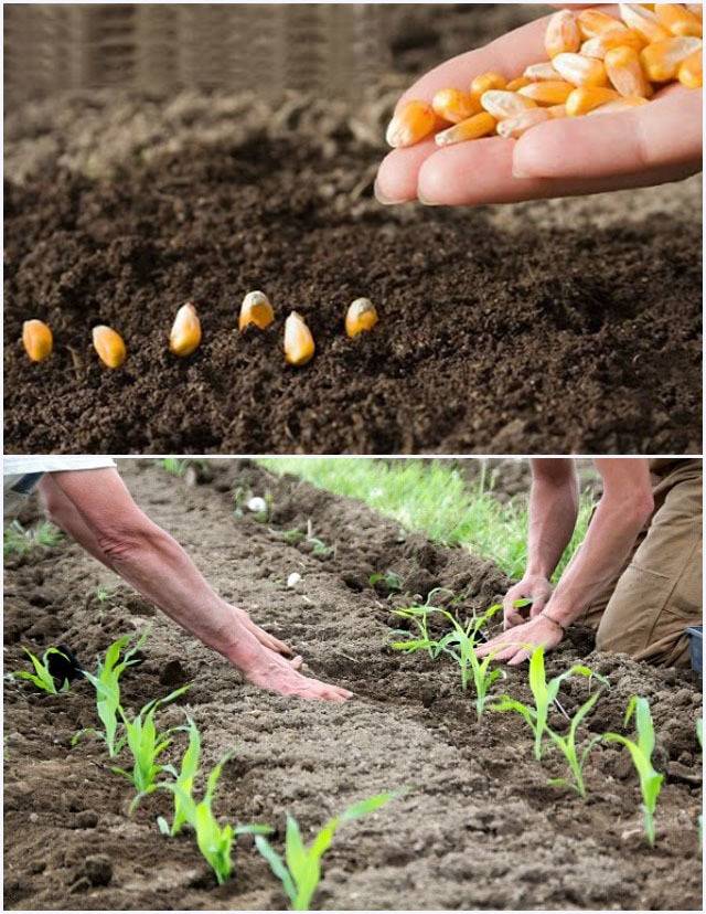 Технология возделывания кукурузы: правила севооборота, тонкости выращивании культуры на зерно, а также описание этапов работы от подготовки почвы до уборки