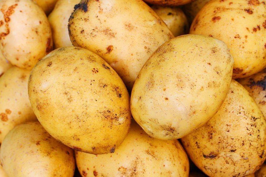 Картофель голубизна характеристика сорта отзывы вкусовые качества