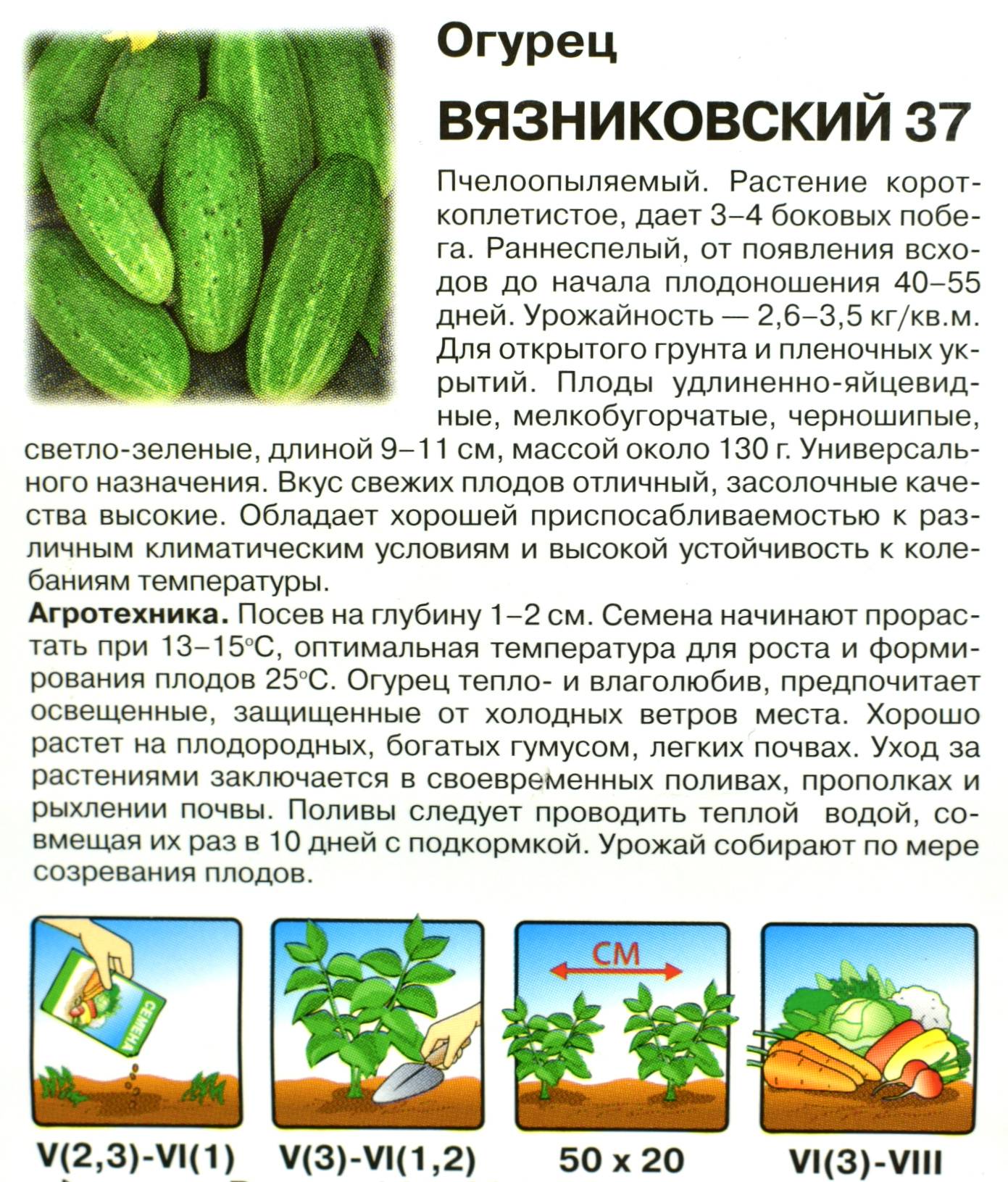 Сорт огурцов «вязниковские» — бесподобен в свежем виде и хорош в зимних заготовках