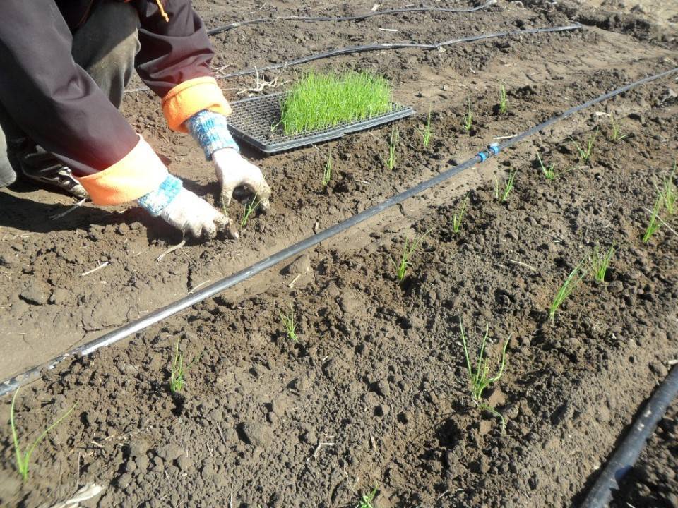 Лук чернушка: выращивание из семян, когда убирать, как получить семена лука