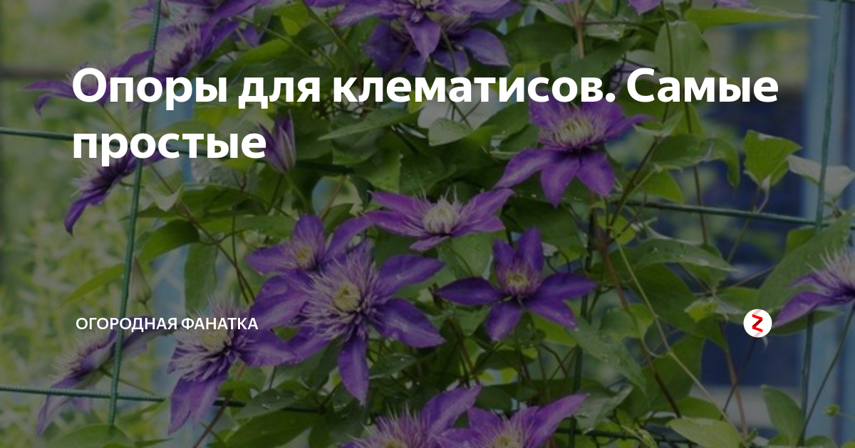 Несколько хитростей для обильного цветения клематисов: дневник пользователя domogorod