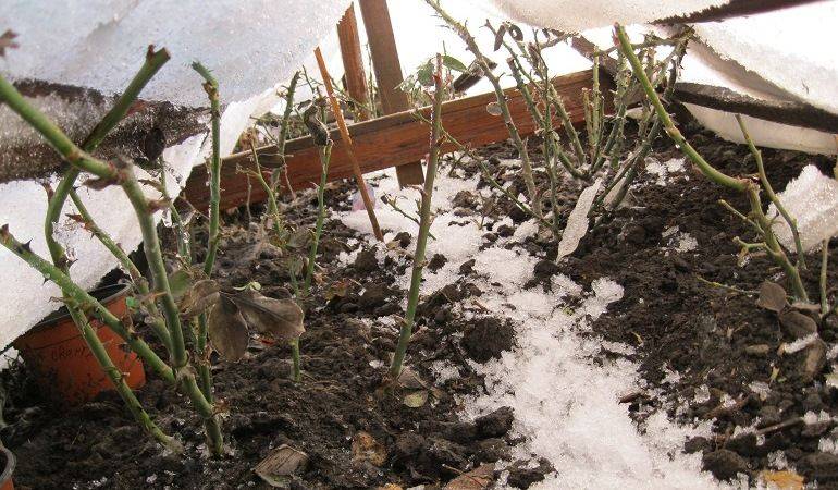 Как укрыть розмарин на зиму в открытом грунте, стрижка растения перед зимовкой, сроки пересадки и сорта, не требующие укрытия