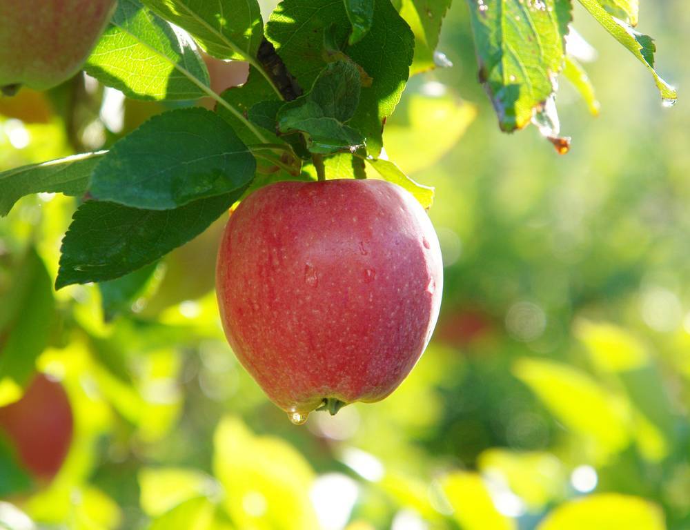 О яблоне солнышко: описание сорта, характеристики, агротехника, выращивание