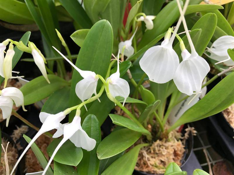 Орхидея равелло: фото цветения фаленопсиса и отличительные признаки растения, а также уход в домашних условиях